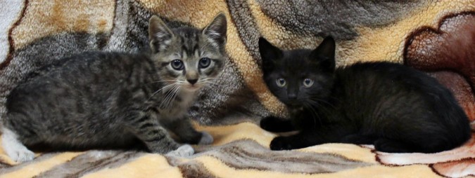 NYC Subway kittens rescued